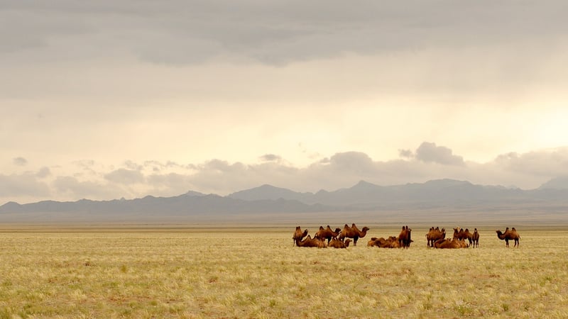 Gobi Desert, Mongolia